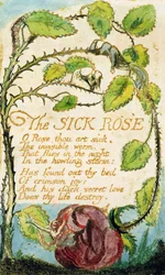 The Sick Rose, från Songs of Innocence (etsning, bläck och wc)